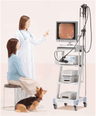 電子内視鏡検査の画像